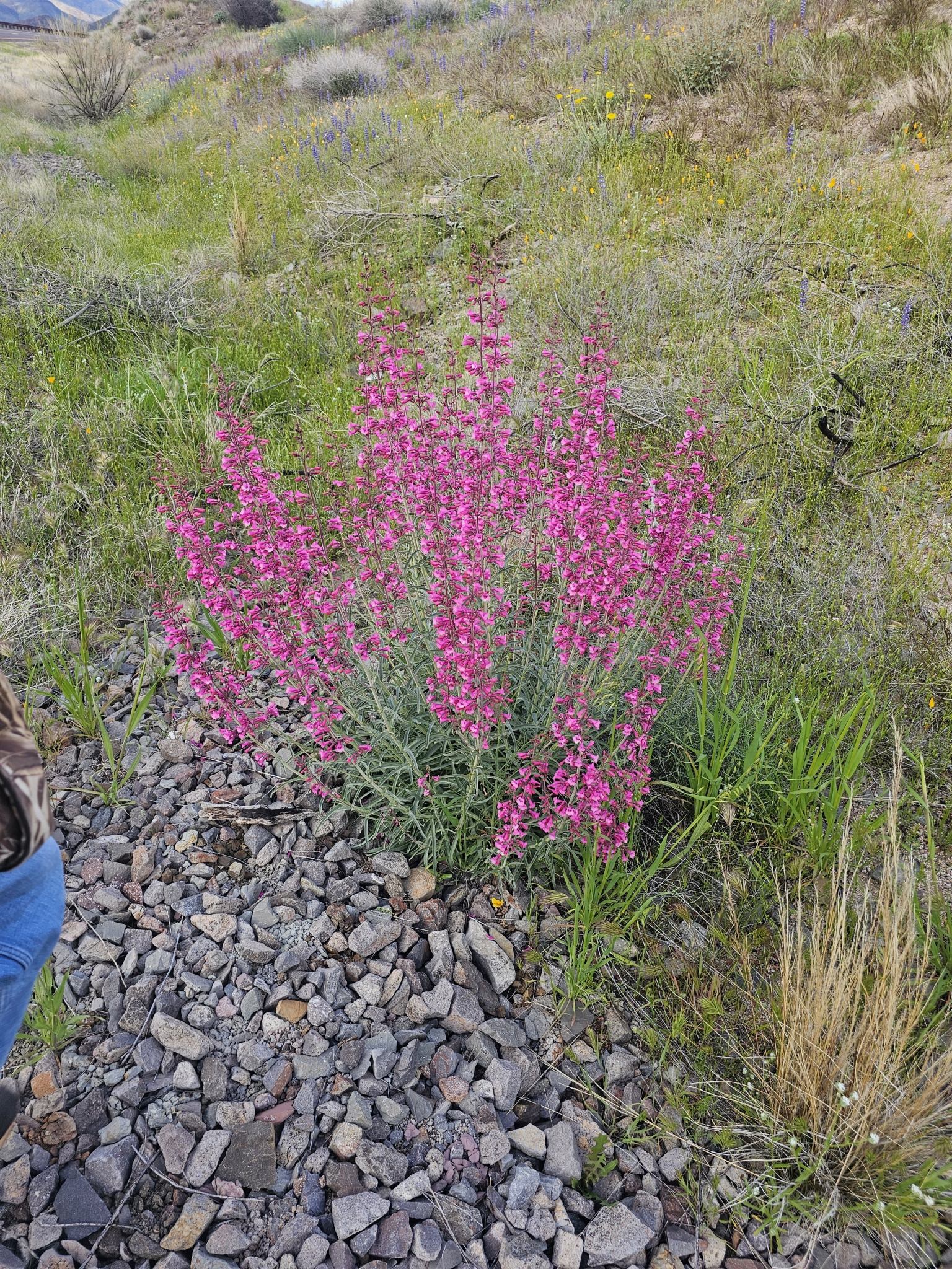 Penstemon parryi